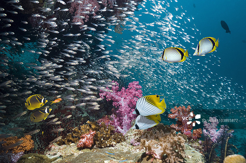 有热带鱼的珊瑚礁场景图片素材