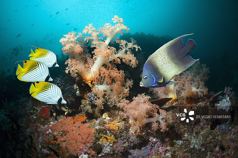 有热带鱼的珊瑚礁场景图片素材