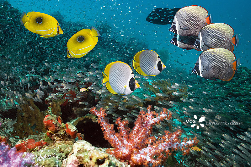 有热带鱼的珊瑚礁场景图片素材