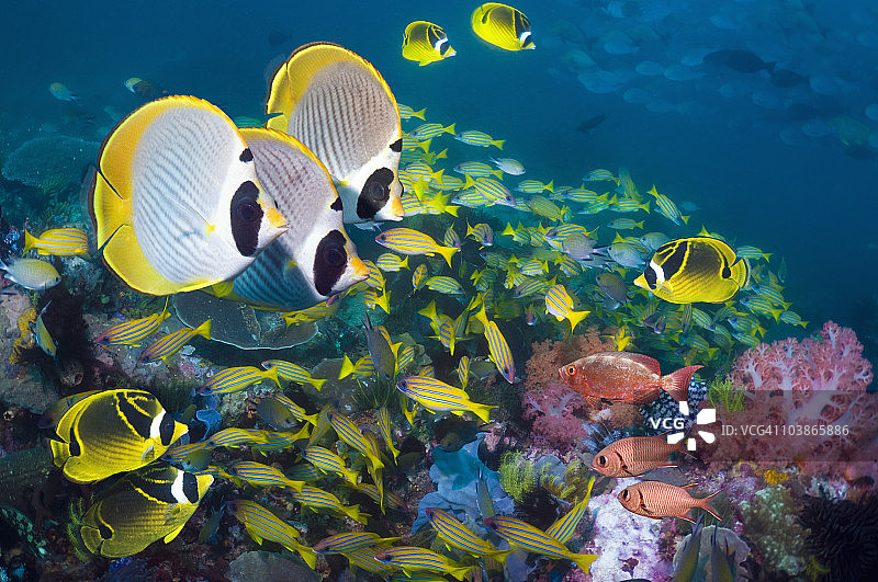有热带鱼的珊瑚礁场景图片素材