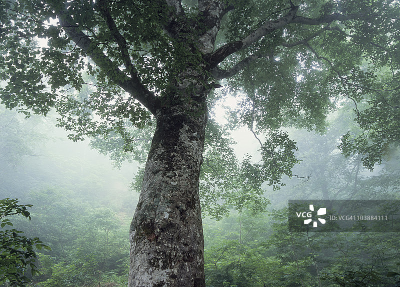 白神山地的母树图片素材