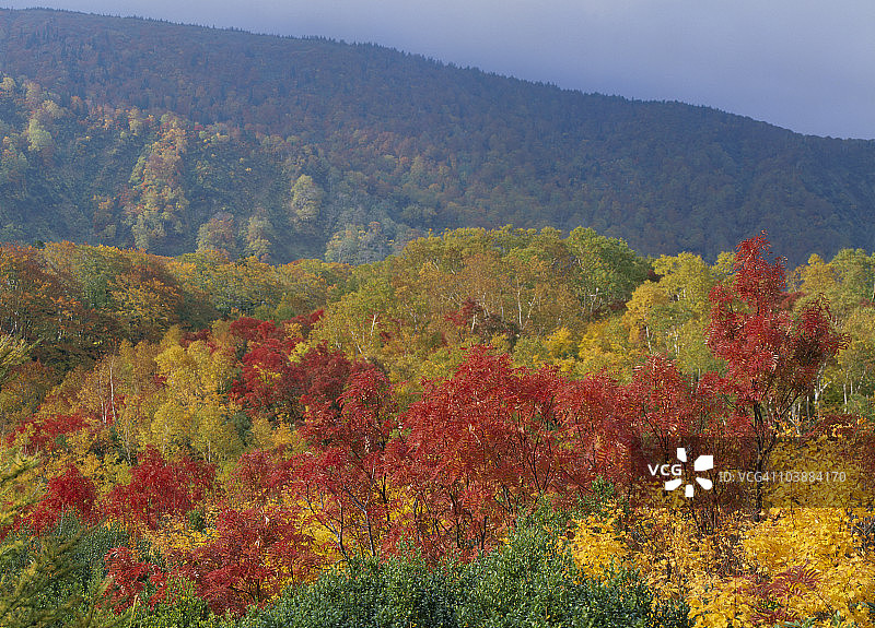 日本青森县的秋叶图片素材