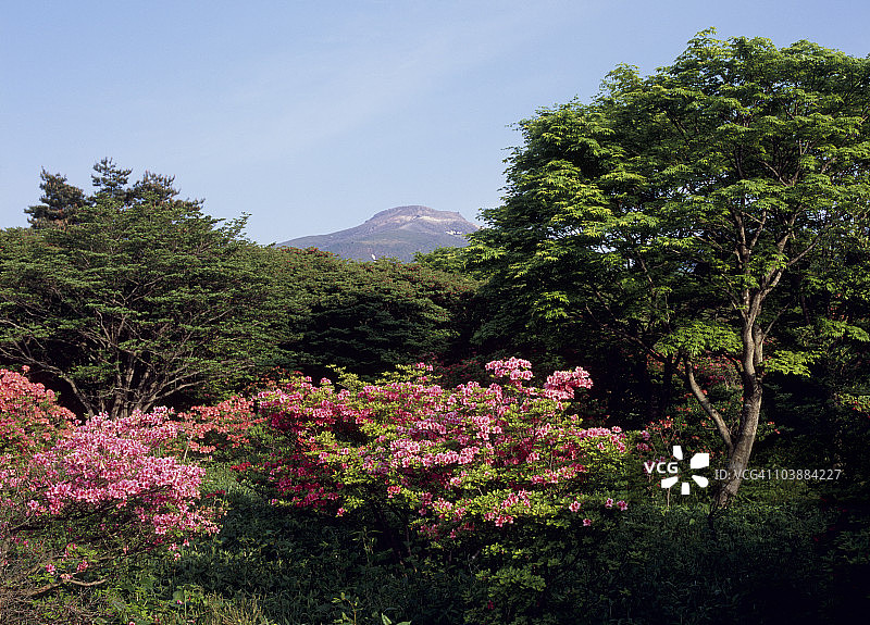日本栃木县那须的杜鹃花图片素材