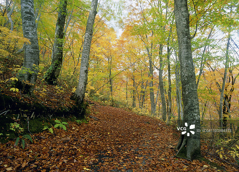 日本青森县白神山地的山毛榉森林，西目屋村图片素材