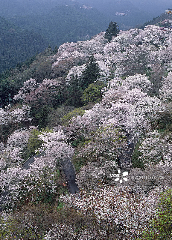 樱花，日本奈良吉野图片素材
