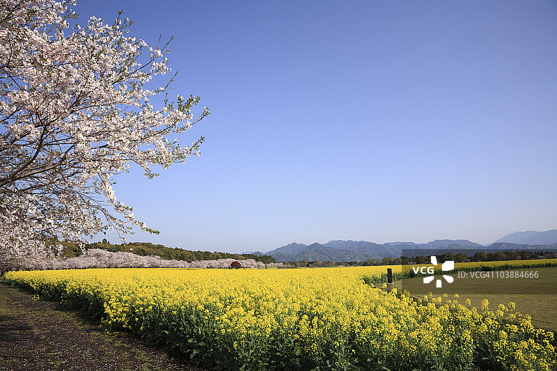 日本宫崎县斋藤市的樱桃和油菜花图片素材