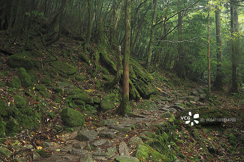 日本鹿儿岛县屋久岛白谷云水峡图片素材