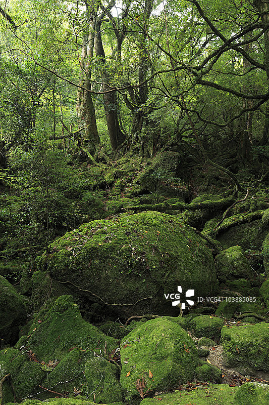日本鹿儿岛县屋久岛白谷云水峡图片素材