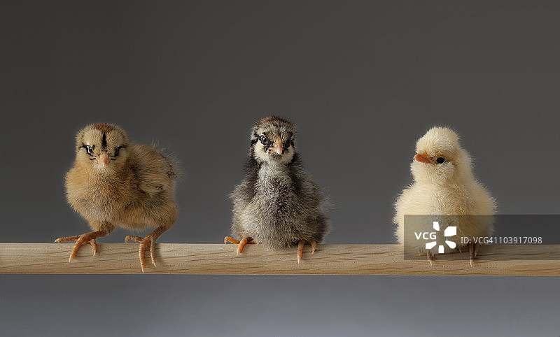 栖息在栖木上的三只小鸡图片素材