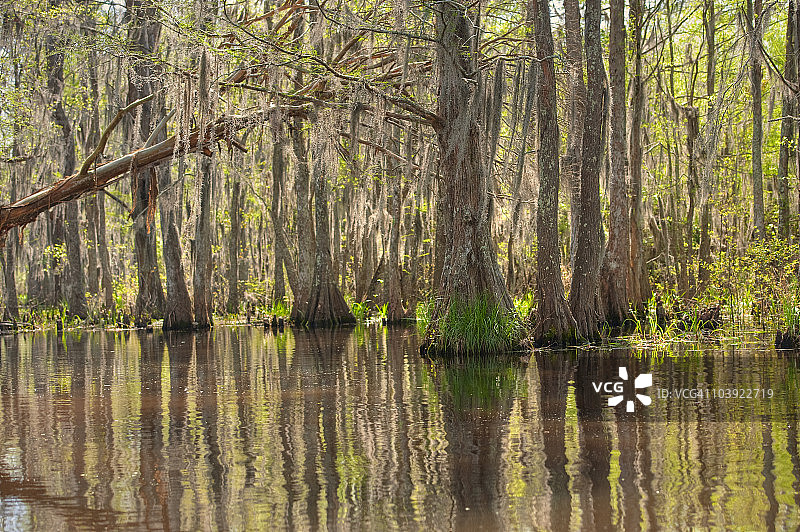 白色厨房自然保护区的蜜岛沼泽图片素材