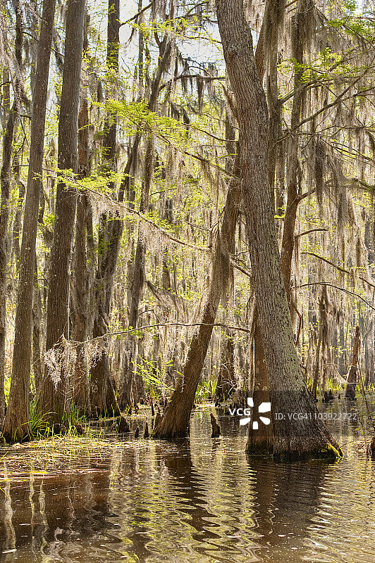 白色厨房自然保护区的蜜岛沼泽图片素材