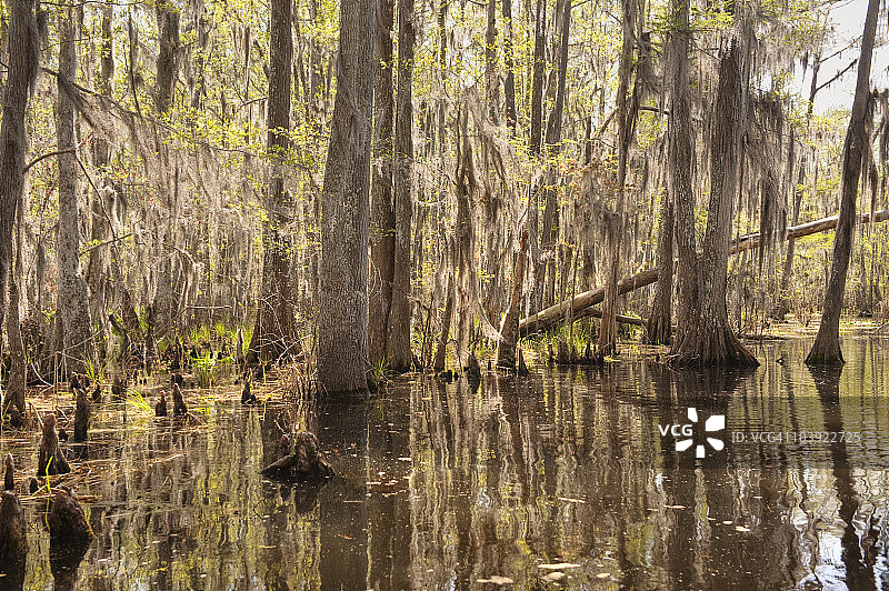 白色厨房自然保护区的蜜岛沼泽图片素材