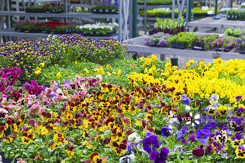 温室中展示的花园花卉图片素材