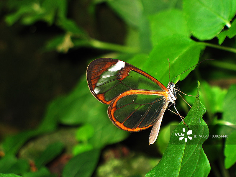 玻璃翼蝴蝶在叶子上的特写图片素材