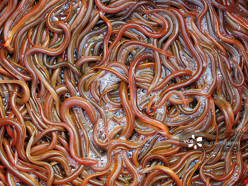 克林贡Gagh食物图片素材