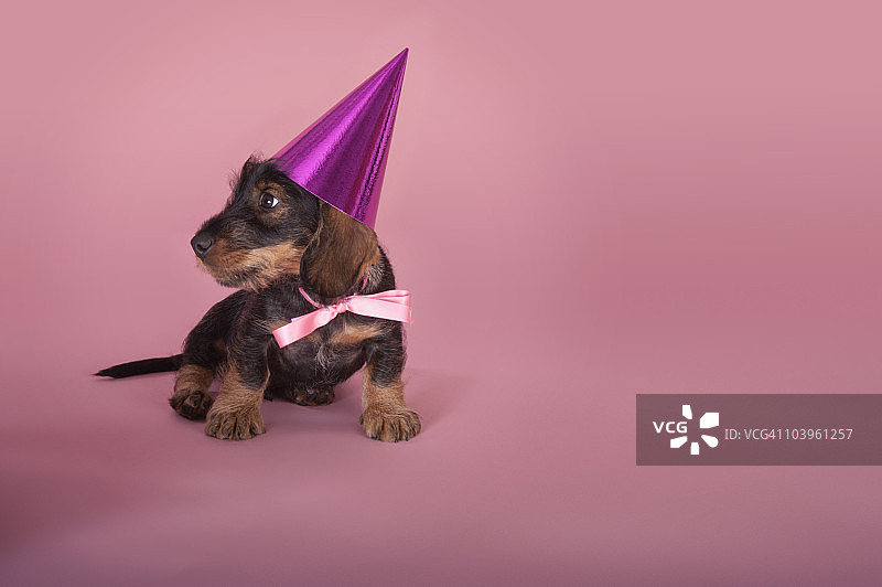 戴着派对帽的腊肠犬幼犬图片素材