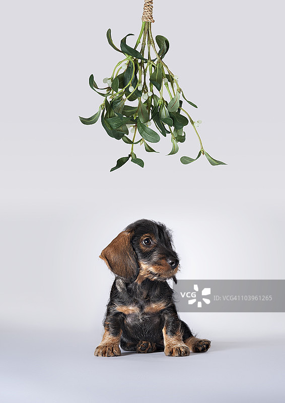 坐在槲寄生下的腊肠犬幼犬图片素材