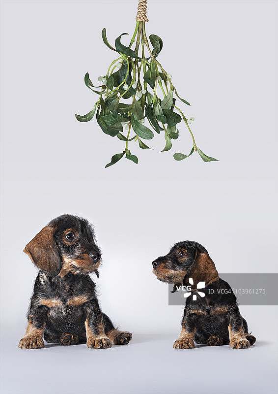 坐在槲寄生下的两只腊肠犬幼犬图片素材
