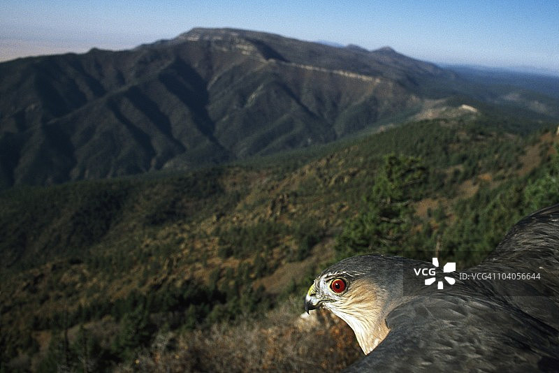 美洲隼，美国新墨西哥州莫赞诺山图片素材