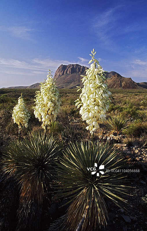 盛开的托里丝丝兰（Yucca Torreyi），奇索斯山脉，奇瓦瓦沙漠图片素材