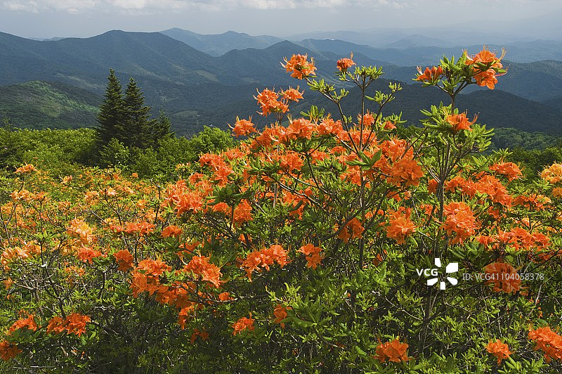 罗恩山上盛开的火焰杜鹃图片素材