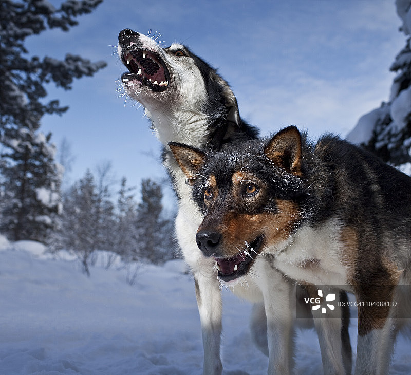 哈士奇雪橇犬，拉普兰，瑞典图片素材