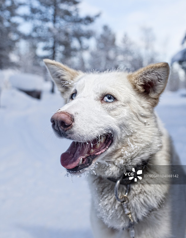 拉普兰的哈士奇雪橇犬，瑞典图片素材