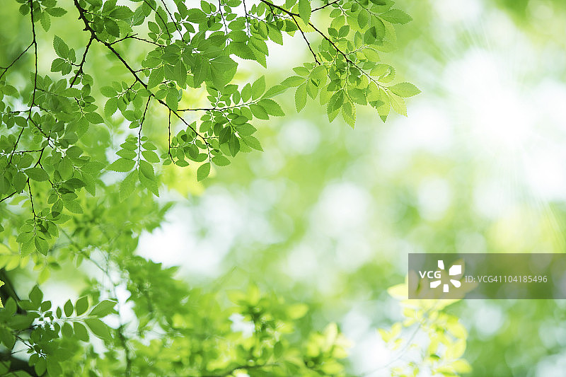 阳光明媚的树叶特写图片素材