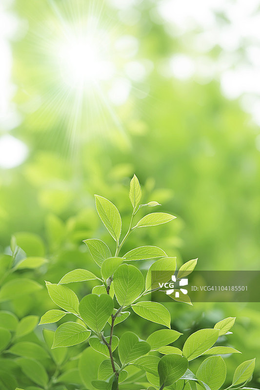 阳光明媚的树叶特写图片素材