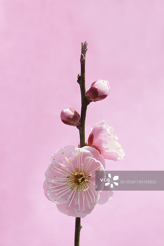 彩色背景下的日本李花特写图片素材