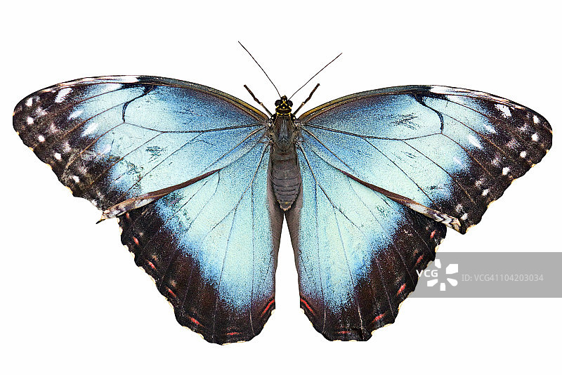 白色背景上带剪切路径的独立蝴蝶图片素材