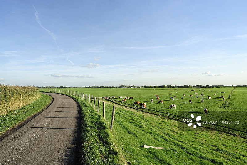圩田景观中的一群奶牛图片素材