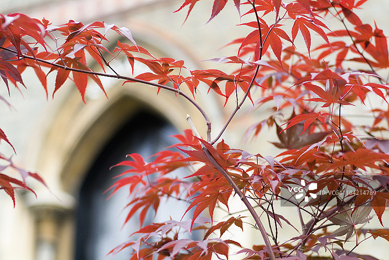 红色秋叶与古典建筑图片素材