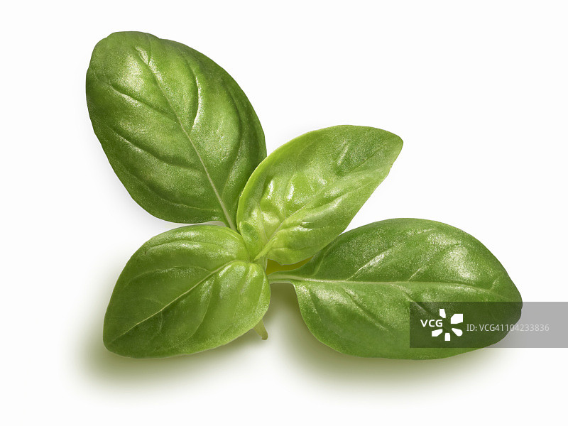 罗勒嫩枝图片素材