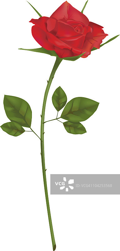 单一的红玫瑰图片素材