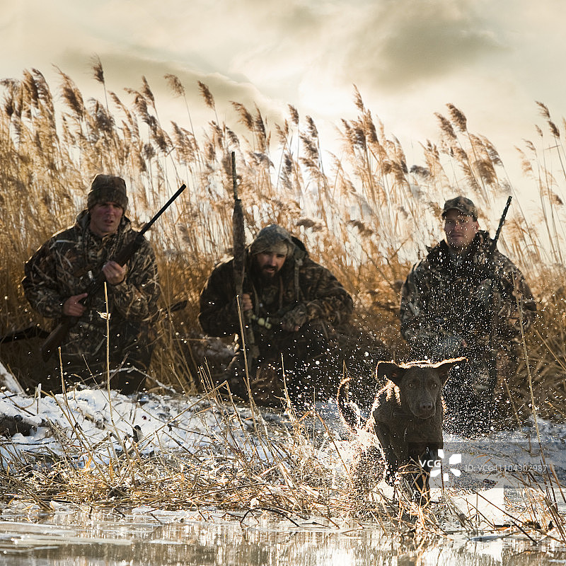 男人们和拉布拉多猎犬一起猎鸭图片素材