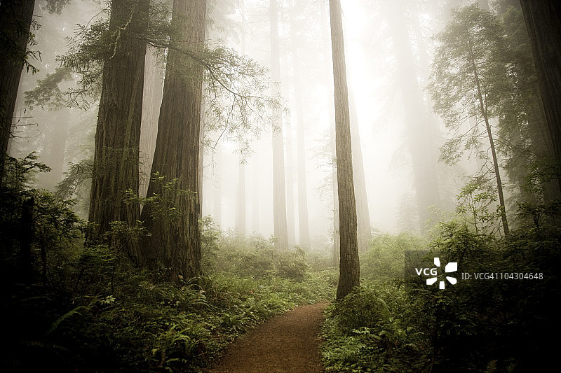 巨型红杉树图片素材