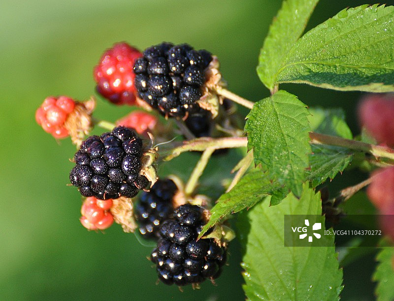 浆果上的露珠图片素材
