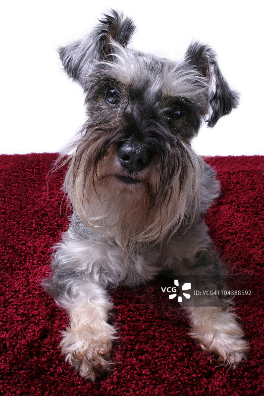 迷你雪纳瑞2图片素材