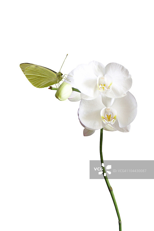 白色蝴蝶与白色兰花图片素材