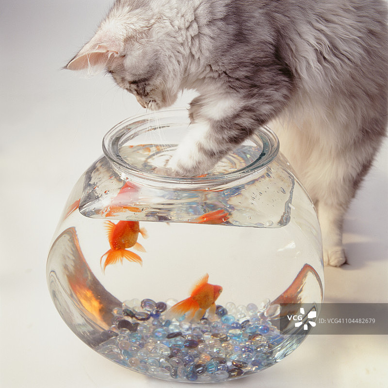 小猫在金鱼缸里钓鱼图片素材