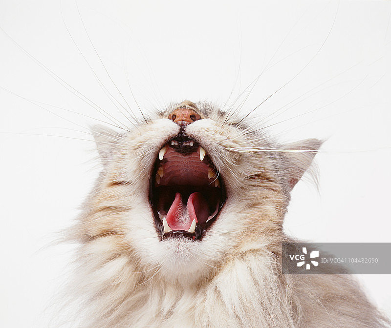 张开嘴巴的猫咪图片素材