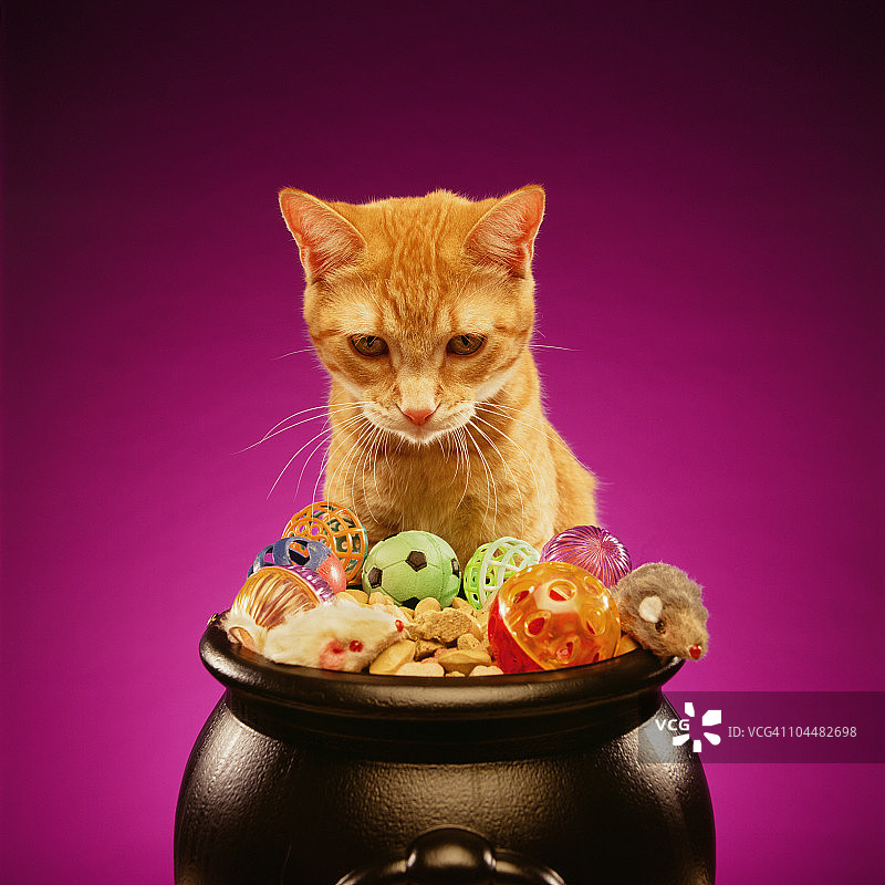 橙色虎斑猫的万圣节美食图片素材