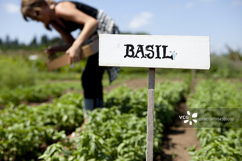 本地农场采摘罗勒图片素材