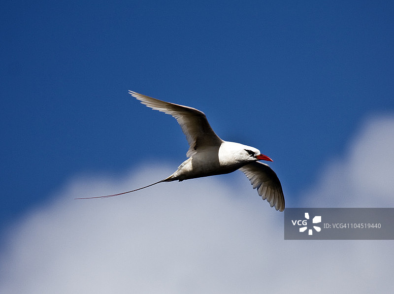 红尾热带鸟图片素材