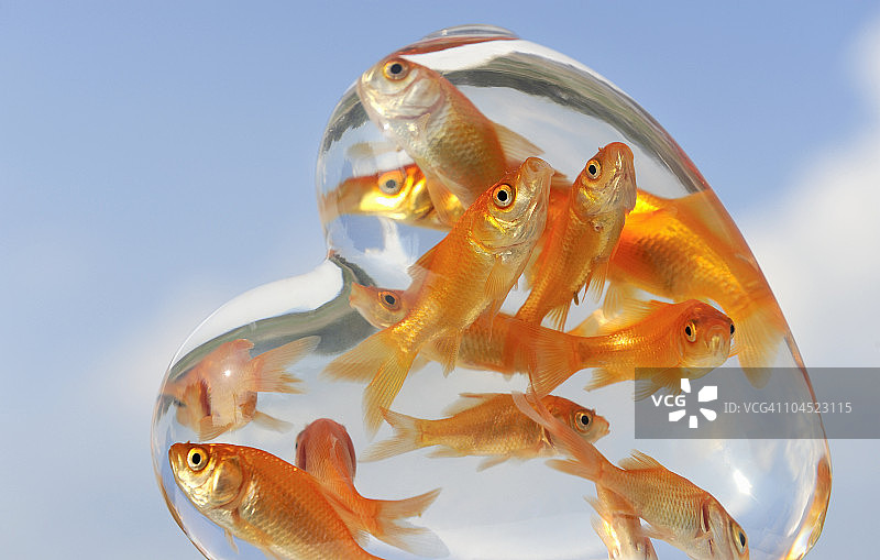 玻璃容器里的许多金鱼图片素材