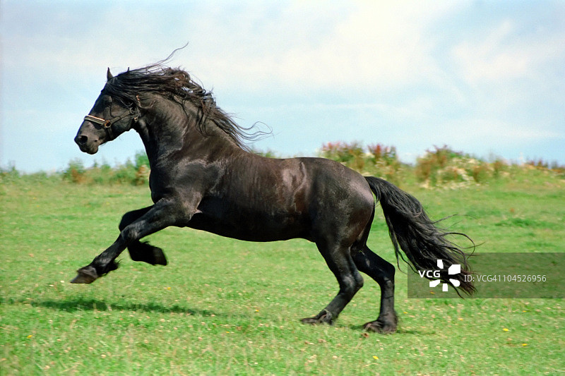 黑色力量 - 弗里斯兰马，种马图片素材
