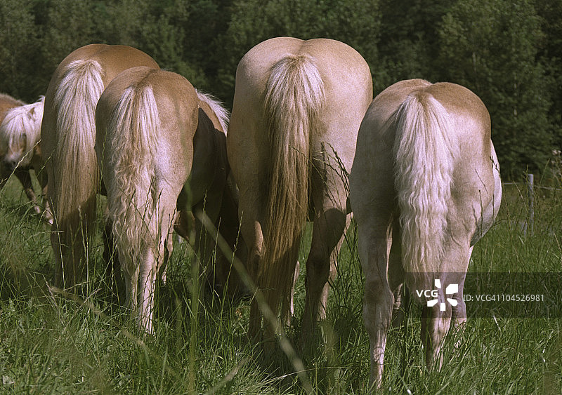 海福林格马群的母马和小马驹背影图片素材