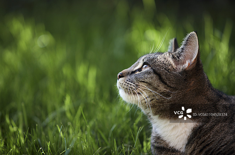 雌性虎斑猫的画像图片素材