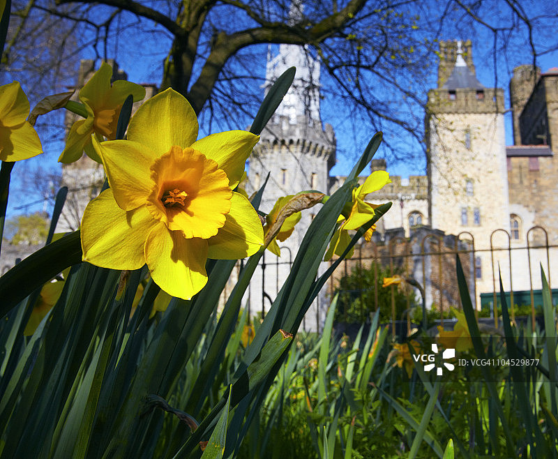 公园里的水仙花图片素材